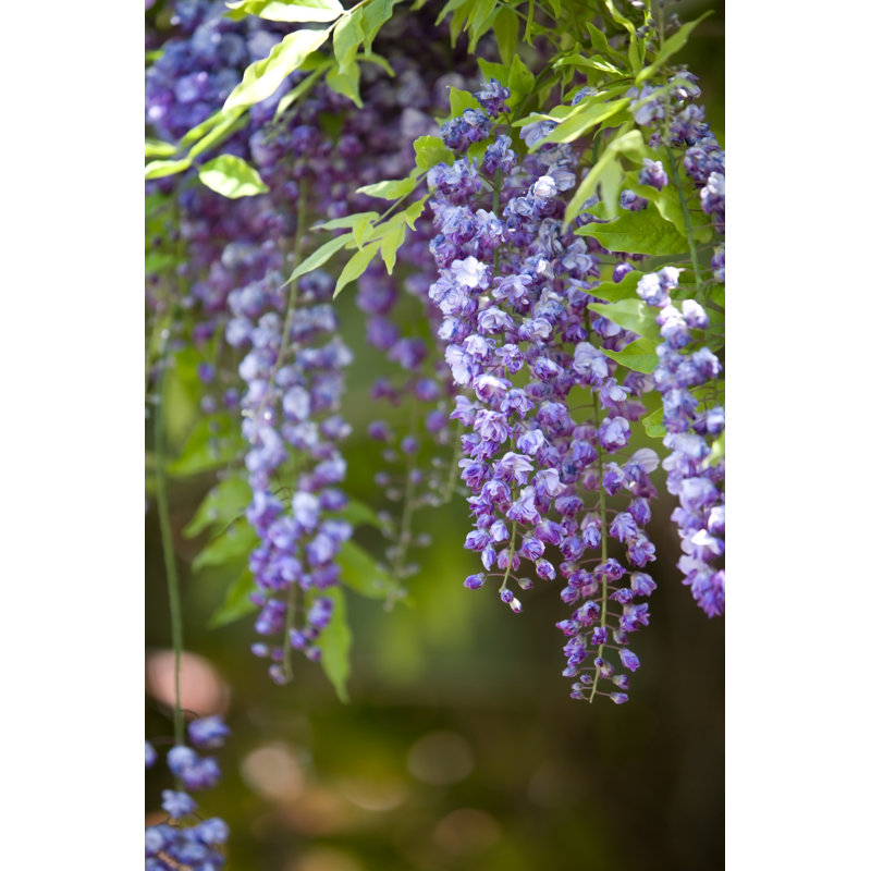 Purple Wisteria by Turnervisual - No Frame Art Prints on Canvas, 91cm H x 61cm W
