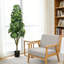 Arbre parapluie 63 po / 5,2 pi Schefflera