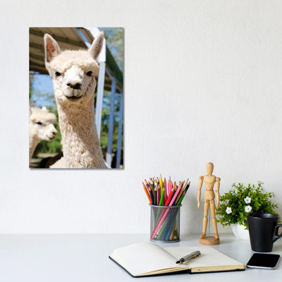 «White Alpaca With Friend» par Susan Vizvary - reproduction d'art