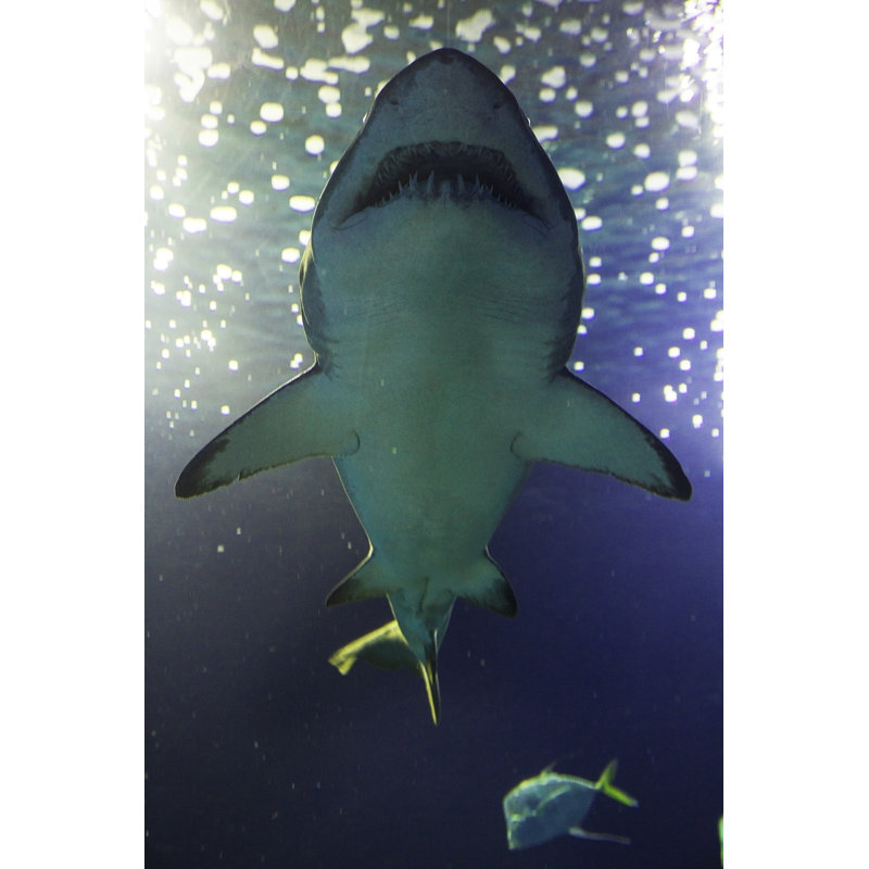 Bull Shark Seen From Below by Panareofotografia - Wrapped Canvas Print, 76.2cm H x 50.8cm W