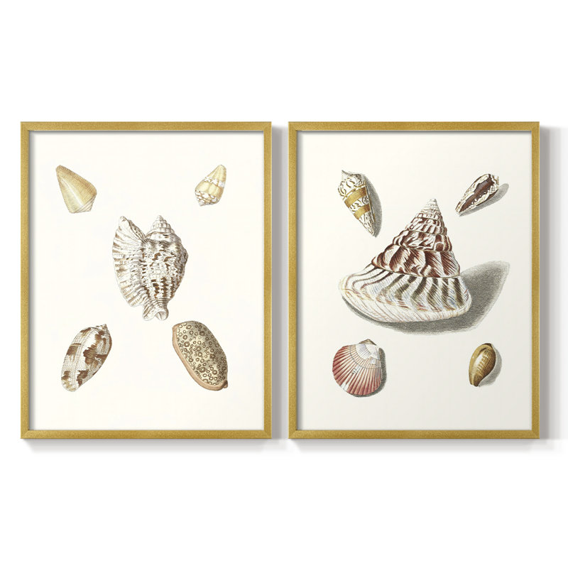 Pastel Knorr Shells VI - reproduction encadrée de qualité supérieure - prête à être accrochée - aucun clou requis - aucun clou requis