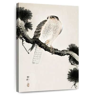 Brampt Hawk On Pine Branch