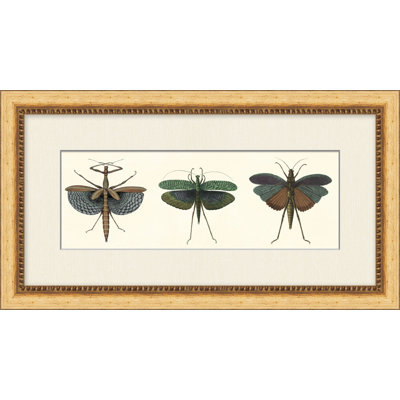 Specimen Trio 1 Print by Lillian August