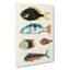 East Indies Fish Illustrations Fol. 22 by John Edward Gray - Wrapped Canvas-55342708