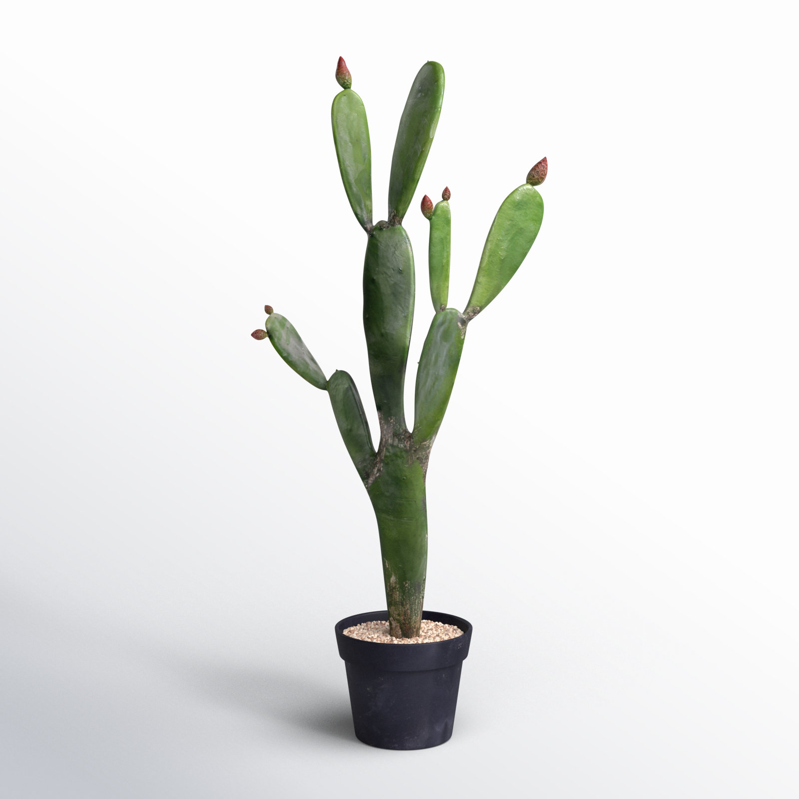 Cactus Plant in Pot, 34" H x 6" W x 12" D