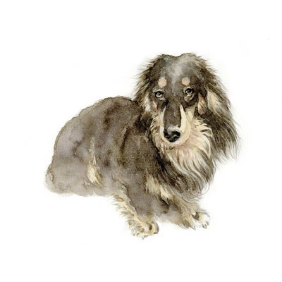 Pet Elements Dog 9