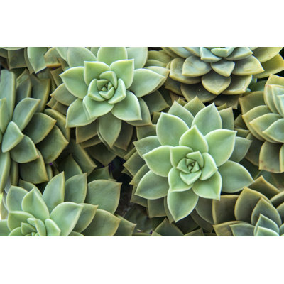 Closeup Of Succulents by Sultancicekgil - Wrapped Canvas Print