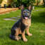 Statue d'extérieur chien de berger allemand pour jardin