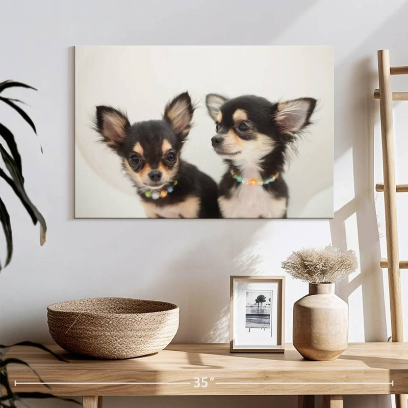 Chihuahua Duo, H 16 po x l 24 po