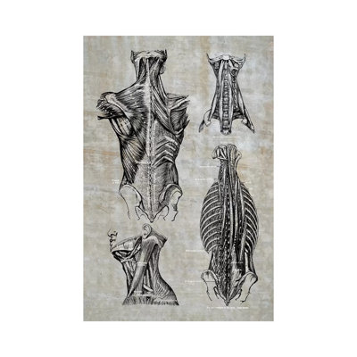 «Muscles of the Back and Neck II» par ChartSmartDecor, impression sur toile tendue