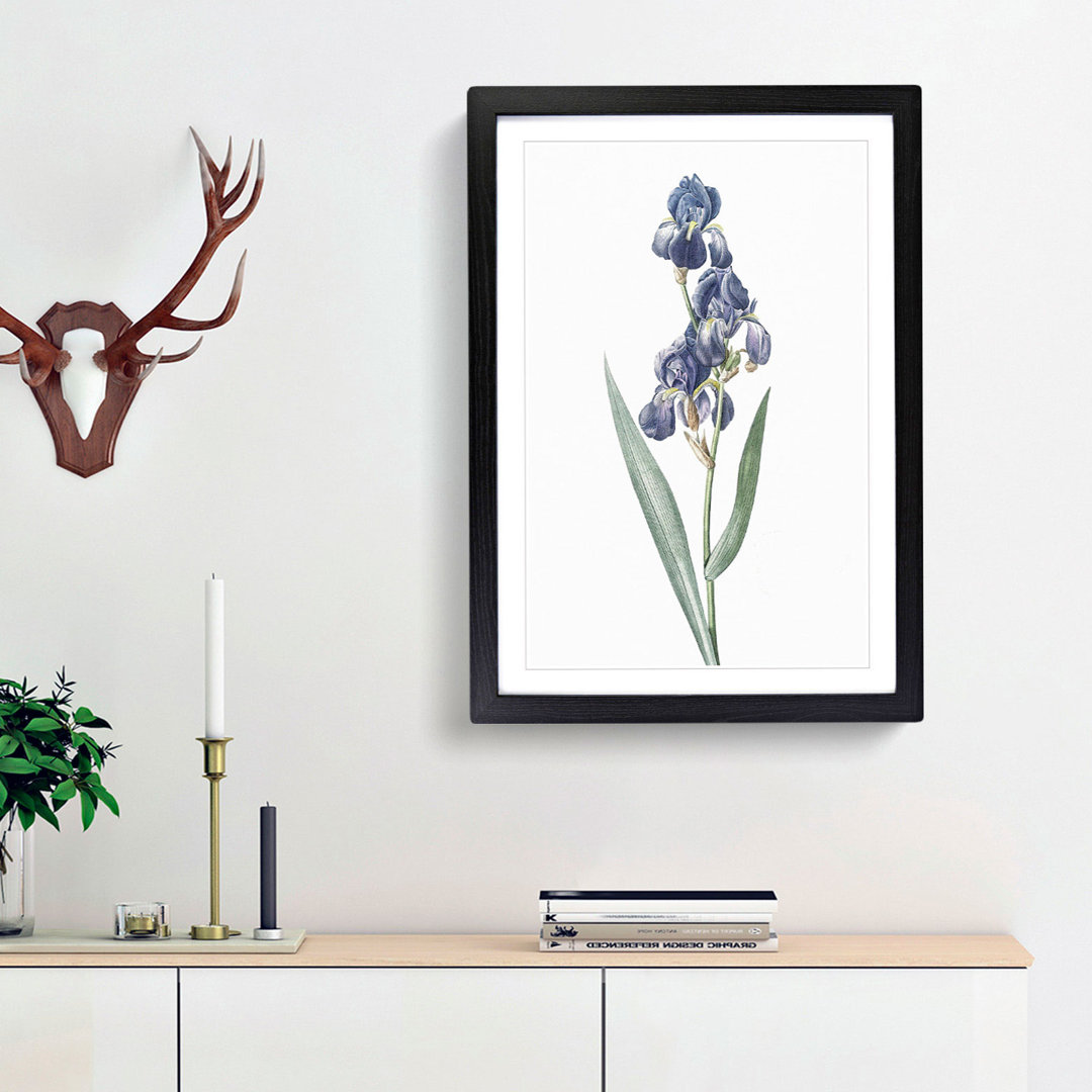 Dalmatian Iris by Pierre-Joseph Redoute - Picture Frame Painting Print