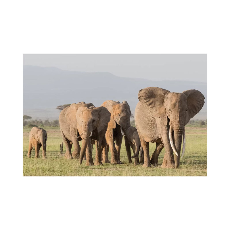 Africa, Kenya, Amboseli National Park. Elephants On The March. by Jaynes Gallery - Wrapped Canvas Print