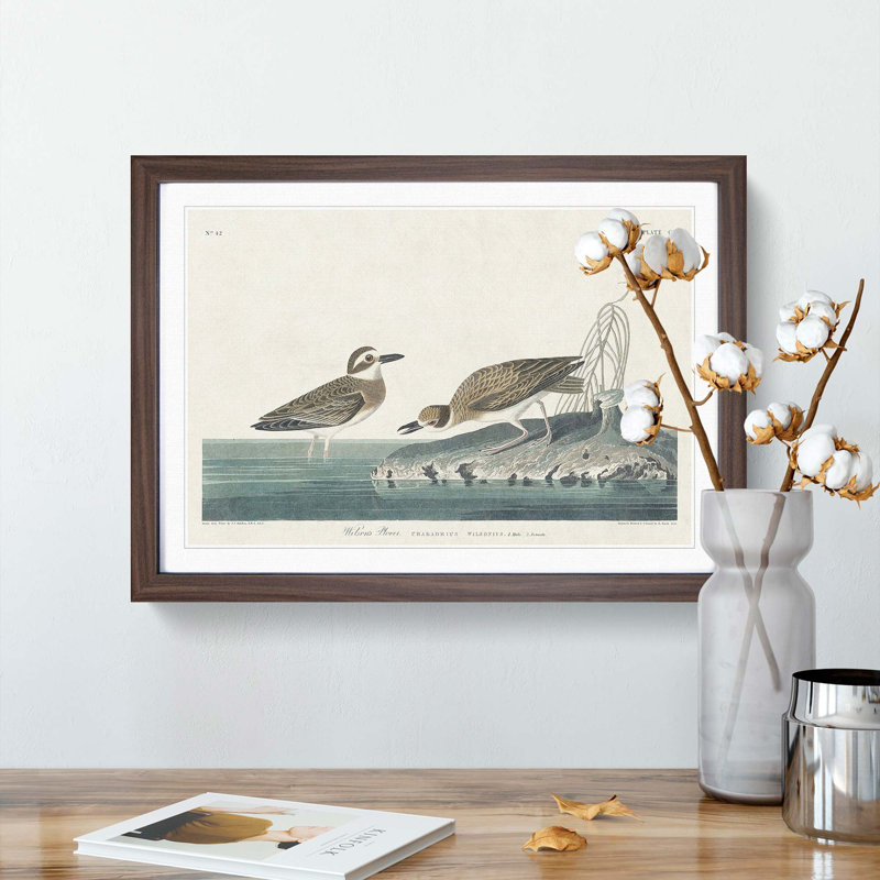 Wilsons Plover Birds by John James Audubon - Picture Frame Painting Print, 27cm H x 36cm W x 2cm D, Walnut Framed