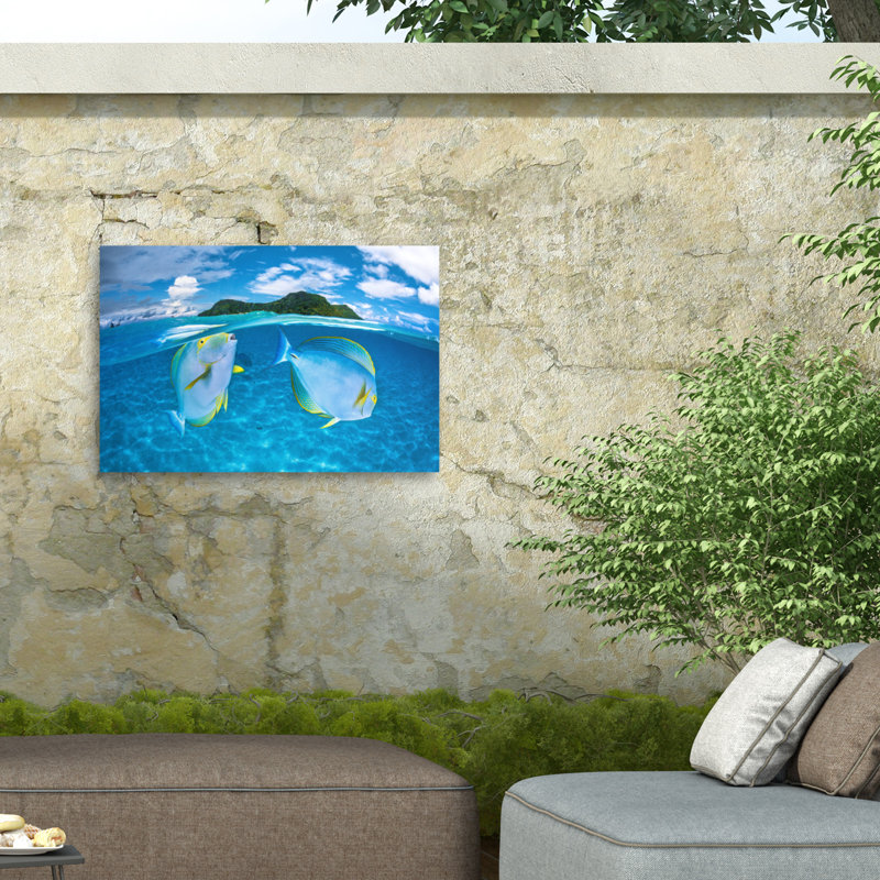 «Bolichon barathieu gabriel dussumiers surgeonfish» par Barathieu gabriel, H 16 po x l 24 po