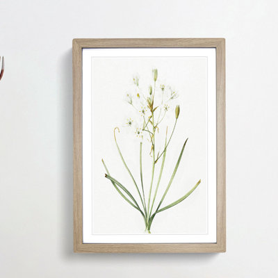 Ornithogalum Flowers by Pierre-Joseph Redoute - Picture Frame Painting Print