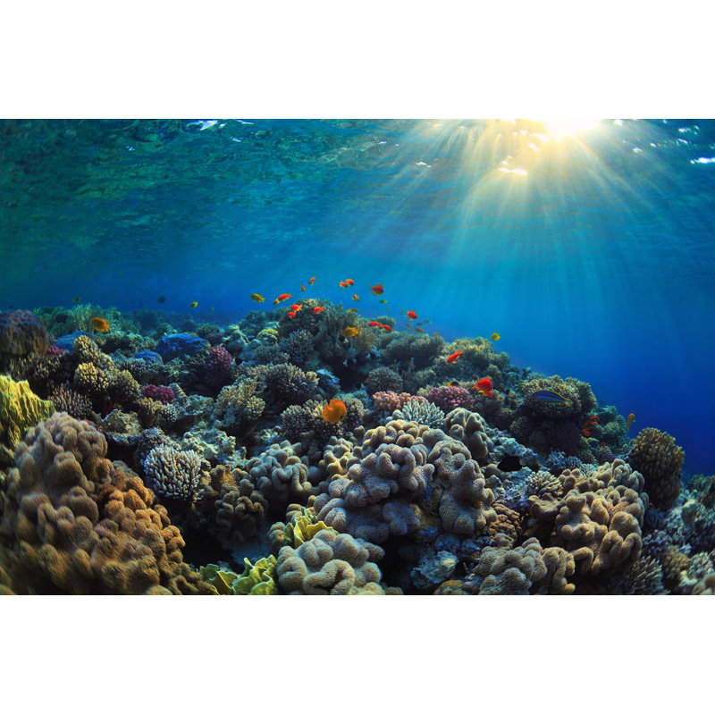 Vibrant Coral Reef - Photographie sur toile tendue, H 8 po x l 12 po