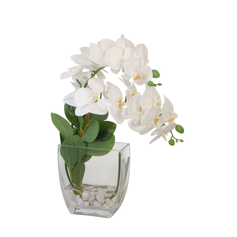 White Phalaenopsis Orchid in Tapered Rectangle Vase