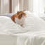 Ensemble de draps en microfibre de literie de luxe Hotel-111074228-111074232