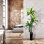 Contenant en métal noir 6 pi x 3 po Dracaena