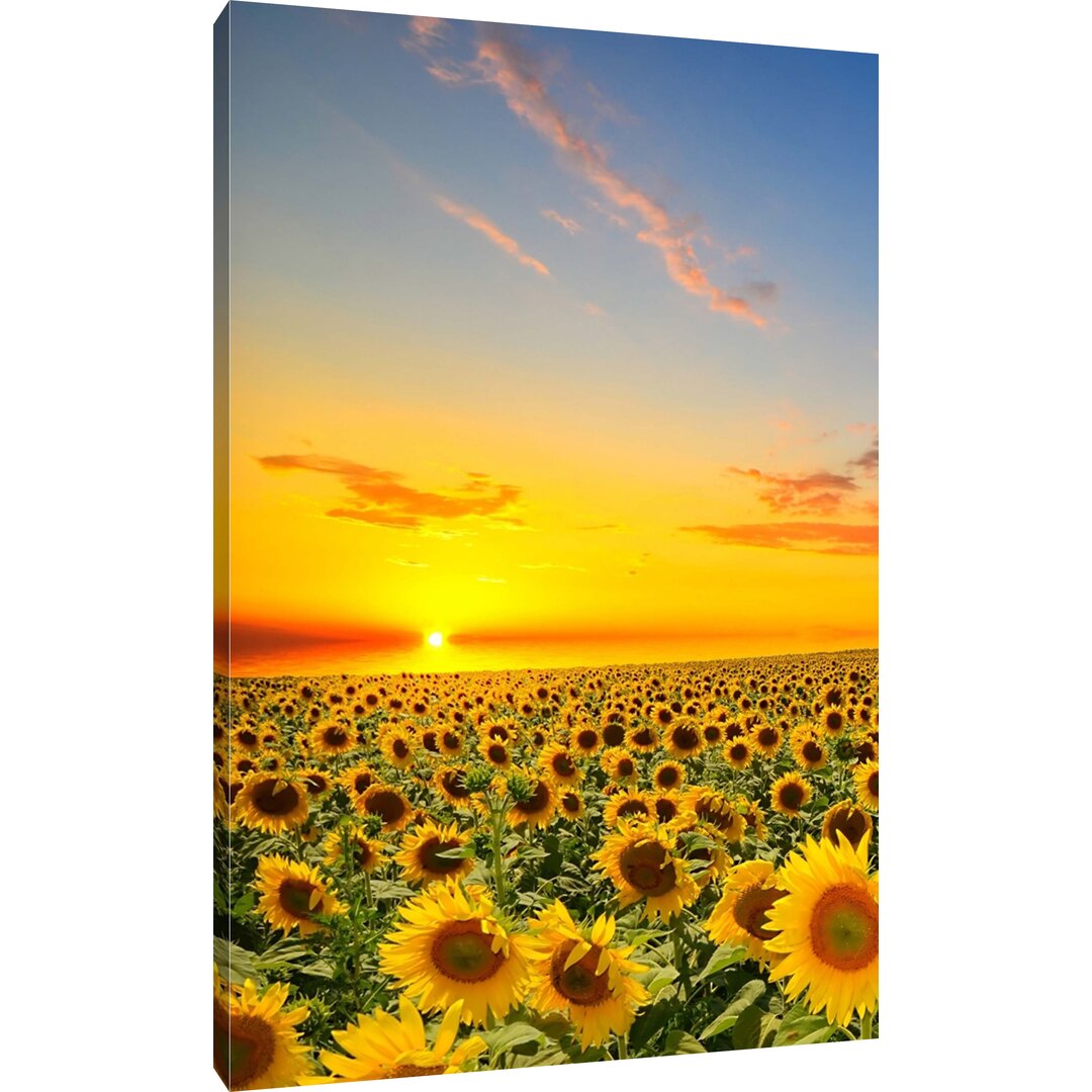 Leinwandbild Stiller Sonnenuntergang über Sonnenblumen