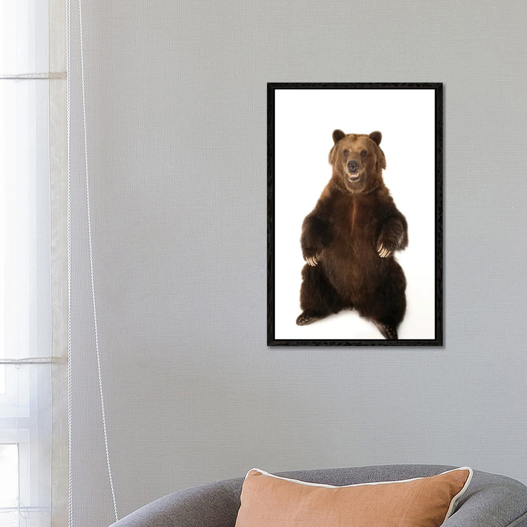 A Federally Threatened Grizzly Bear At Sedgwick County Zoo von Joel Sartore - Gallery-Wrapped Canvas Giclée on Canvas