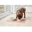 Sia Dog Bowl - Small - 380Ml-1089972538-1089972533