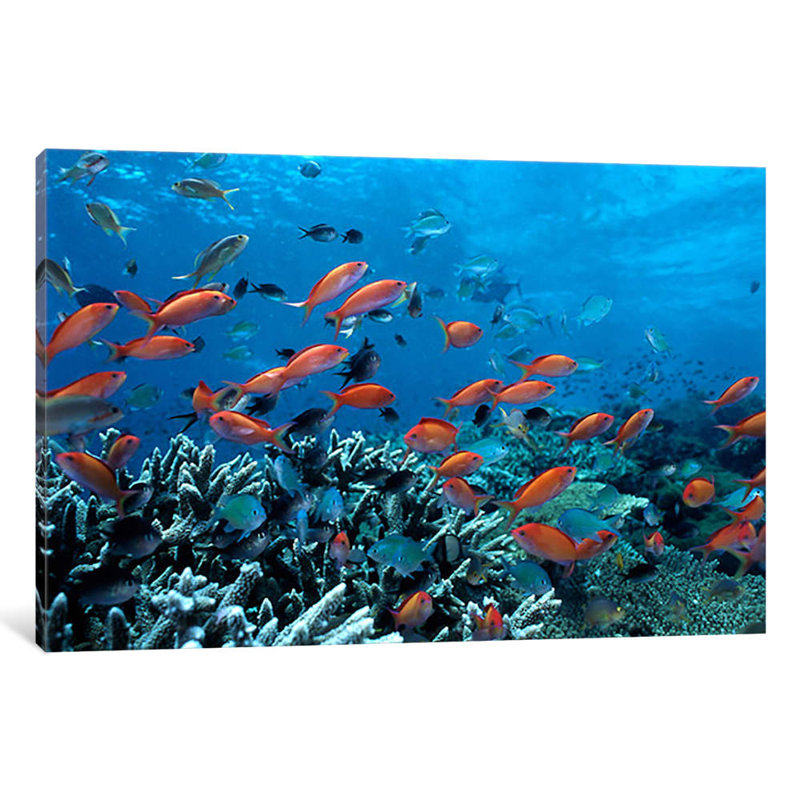 Ocean Fish Coral Reef - Print on Canvas, 101.6 cm H x 66.04 cm W x 1.91 cm D, No Frame