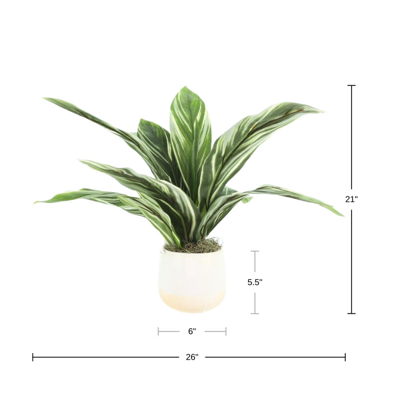 Cordyline panaché