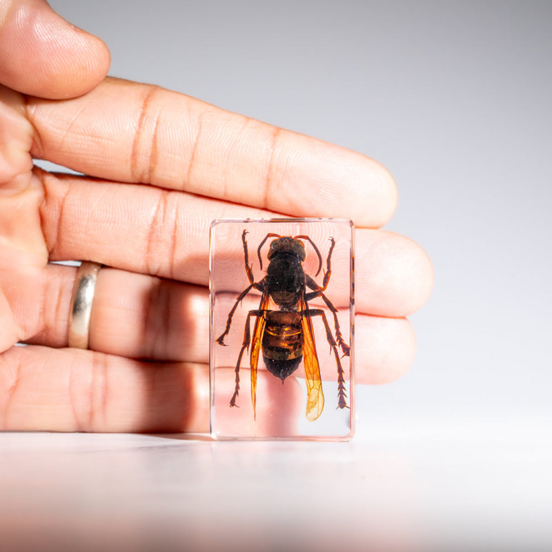 Genuine Single Cicada In Lucite