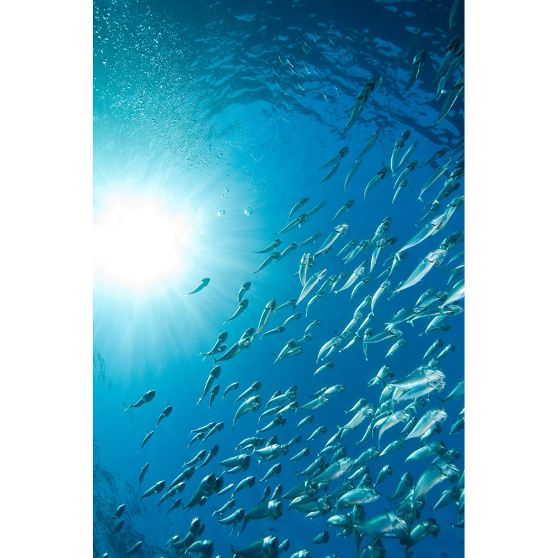 Gratian Collection Of Striped Mackerel - Wrapped Canvas Print, 122cm H x 81cm W x 3.8cm D