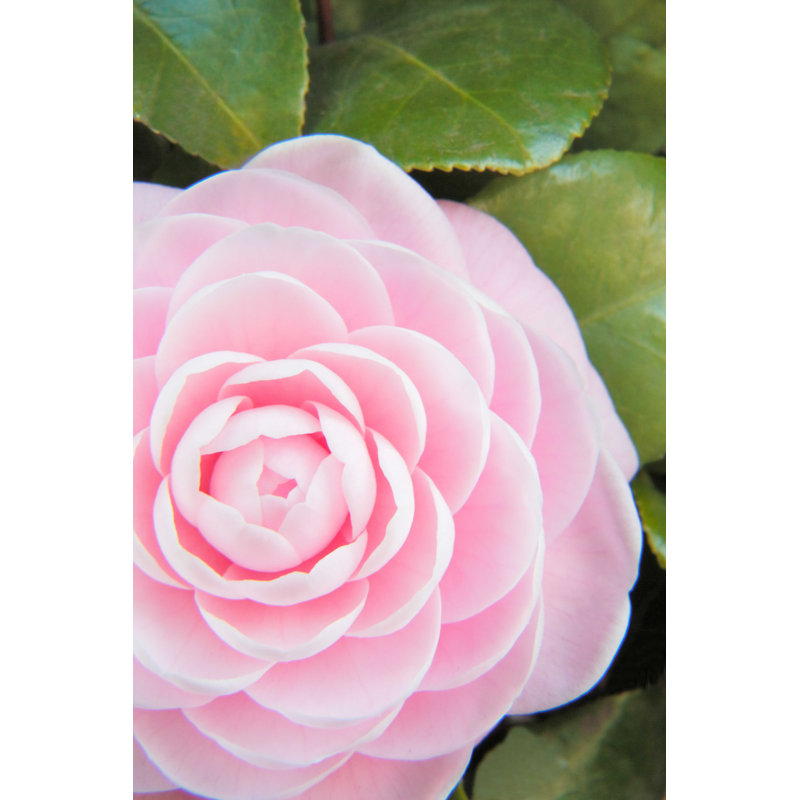 Camélia - photographie sur toile tendue, H 18 po x l 12 po