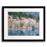 Spring Alder Grove On Lake Crescent Print by Bruce Heinemann