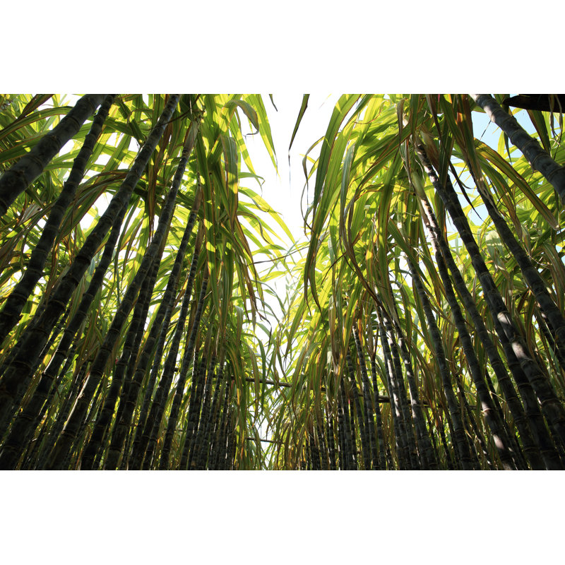 «Sugarcane Crops On Canvas» par Lzf, photographie, H 24 po x l 36 po x P 1,25 po
