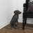 Polystone Dog Decorative Brown Sculpture
