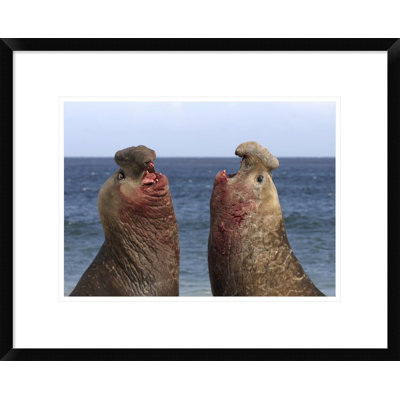 " Southern Elephant Seal Males Competing "