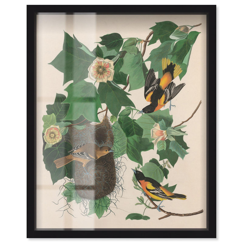 «Three Orioles Shadowbox Print» par Art Remedy, H 21 po x l 17 po, Noir