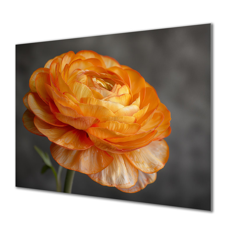 Orange And Black Ranunculus Bloom I - Ranunculus Wall Decor, 24" H x 32" W, Metal