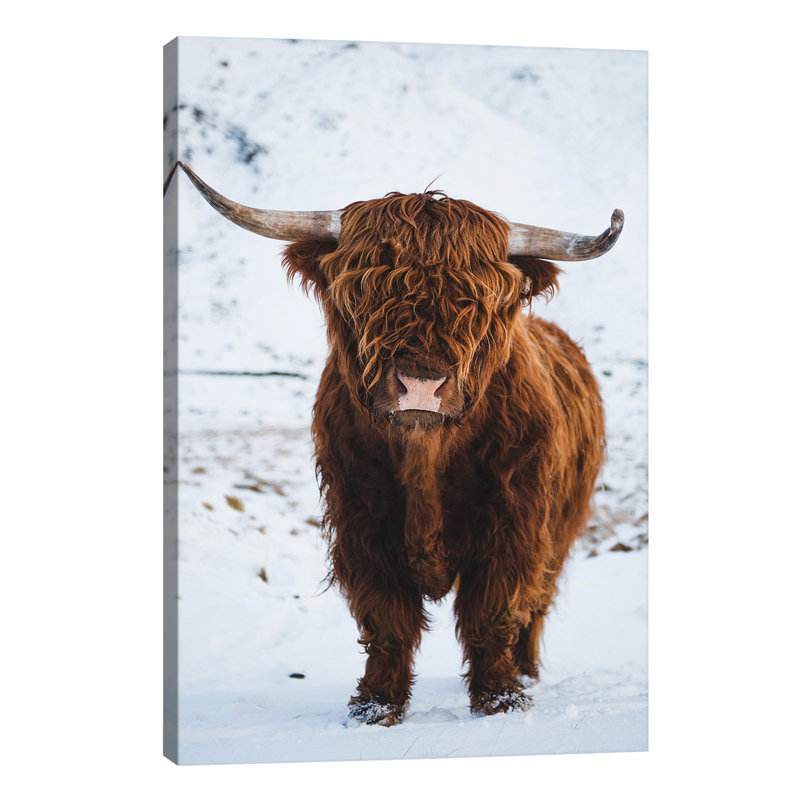 Highland Cattle I 1 Piece Wall Art on Canvas, 101.6 cm H x 66.04 cm W x 3.175 cm D, No Frame