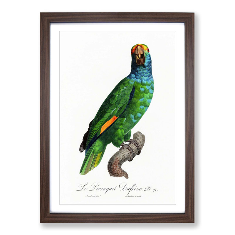 Blue Cheeked Amazon Parrot by F. Levaillant - Picture Frame Painting Print, 36cm H x 27cm W x 2cm D, Walnut Framed