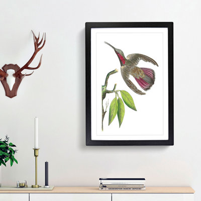 Purple-Tailed Hummingbird by George Shaw - Framed Print