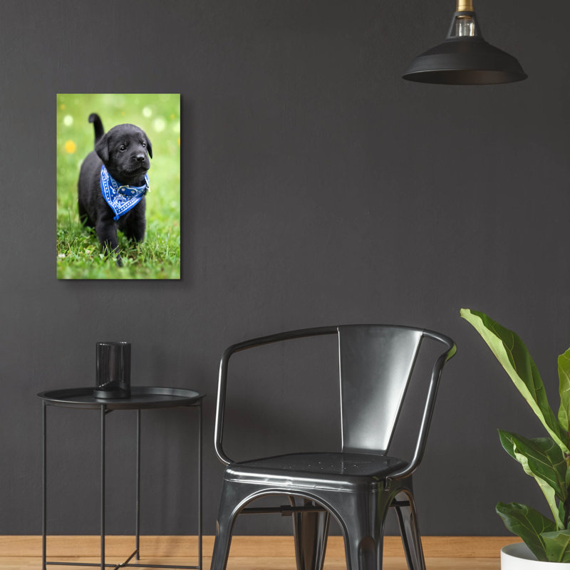 «Black Lab Pup 1» par Jonathan Ross, H 24 po x l 16 po x P 0,2 po