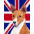 Basenji (beige et blanc)