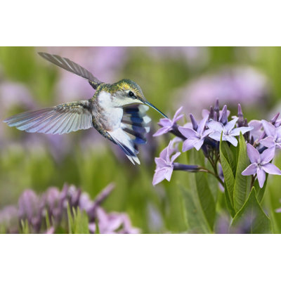 La danse des fleurs
