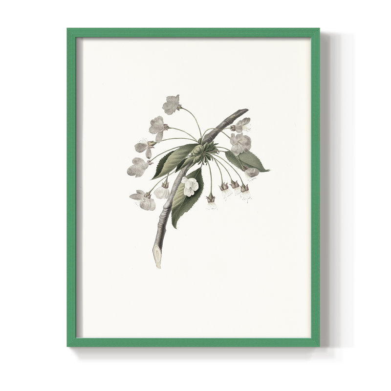 «Vintage Floral Print», impression encadrée CCVIII - bois massif, H 30 po x l 24 po, Vert