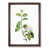 Walnut Framed