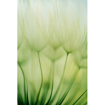 Macro Dandelion Seed by Jasmina007