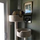 New Cat Condos 64