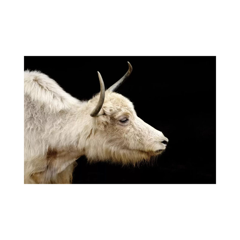 Cow VI 1 Piece Wrapped Canvas Wall Art, 30.48 cm H x 45.72 cm W