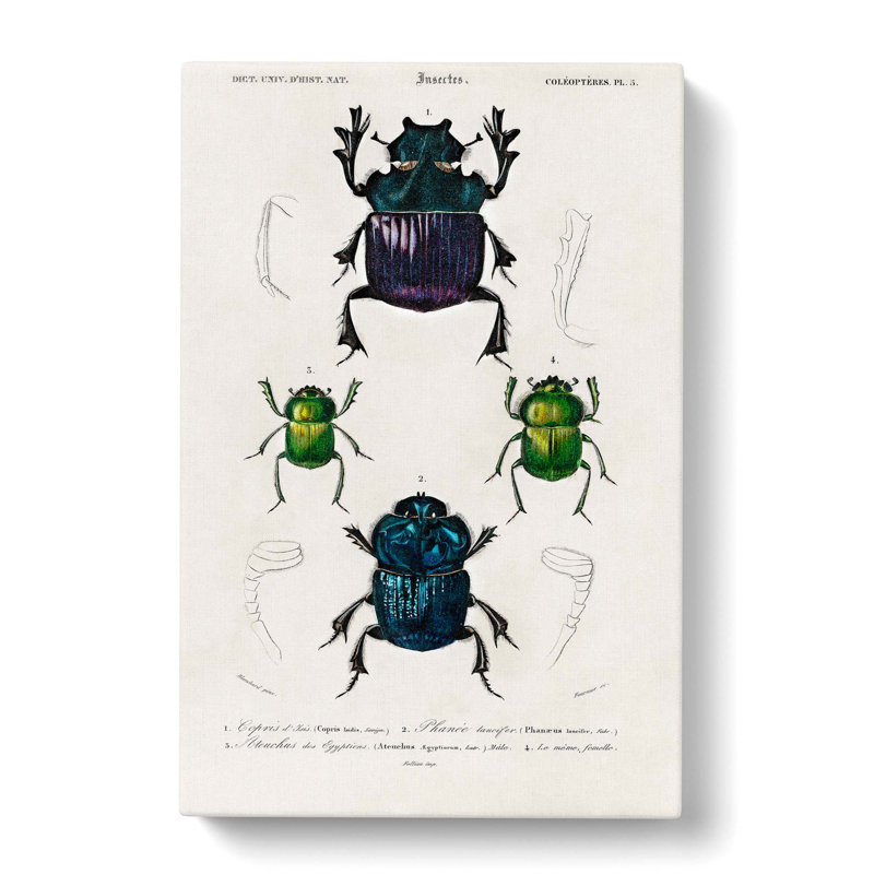 Beetle Illustrations PL.5 by Charles D' Orbigny - Wrapped Canvas Painting, 50cm H x 35cm W x 3cm D