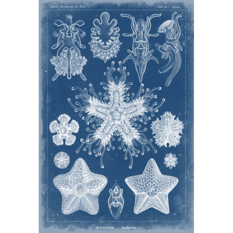 Marine Blueprint III - Wrapped Canvas Print, 122cm H x 81cm W x 3.8cm D